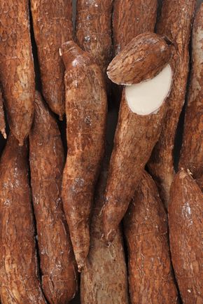 Le Manioc