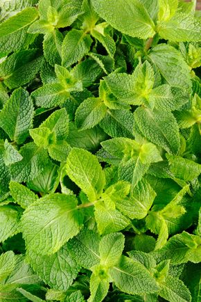 La Menthe