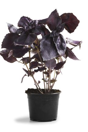 Le Basilic rouge en pot HVE