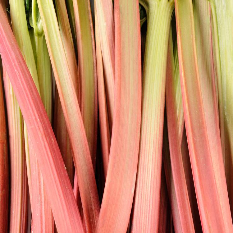 La Rhubarbe