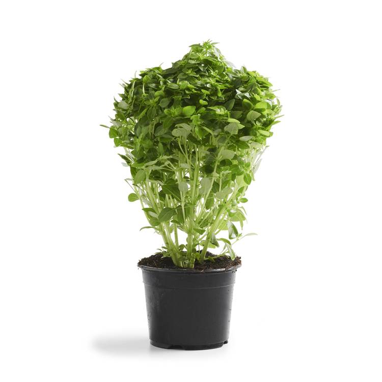 Le Basilic à petites feuilles en pot HVE