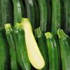La Courgette verte