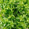 Le Basilic à petites feuilles en pot HVE