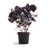 Le Basilic rouge en pot HVE