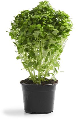 Le Basilic à petites feuilles en pot HVE