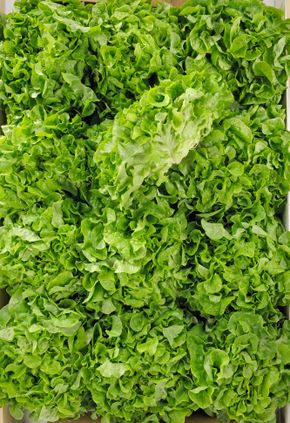 La Feuille de chêne verte